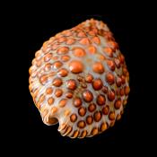 jenneria pustulata 5-2019 9501
